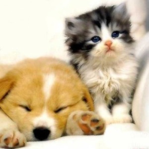 From:  http://cute-n-tiny.com/cute-animals/top-10-cutest-puppy-and-kitten-pals/